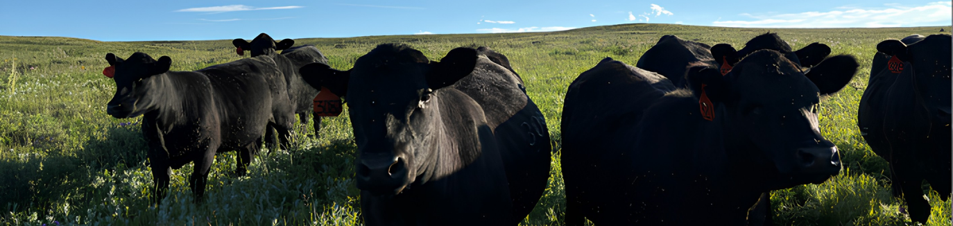 Livestock Risk Protection
